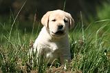 LABRADOR 1170